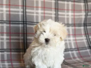 Maltese dogs Riley - Ad 9