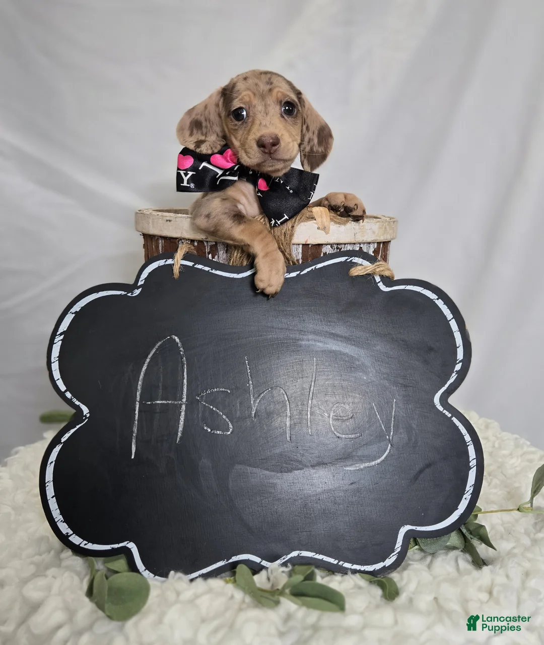 Miniature Dachshund dogs for sale: Ashley - Ad 6