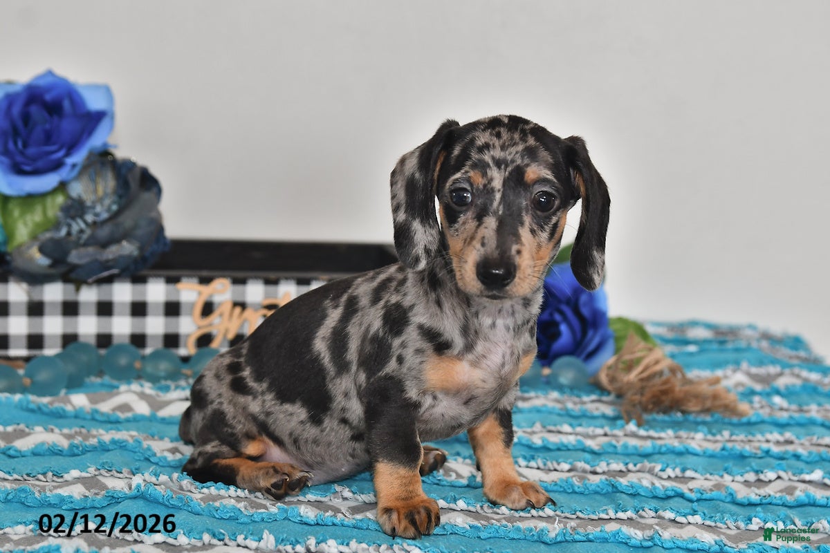 Miniature Dachshund dogs Fiona - Ad 36