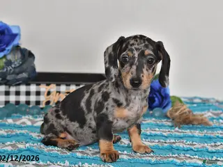 Miniature Dachshund dogs Fiona - Ad 36