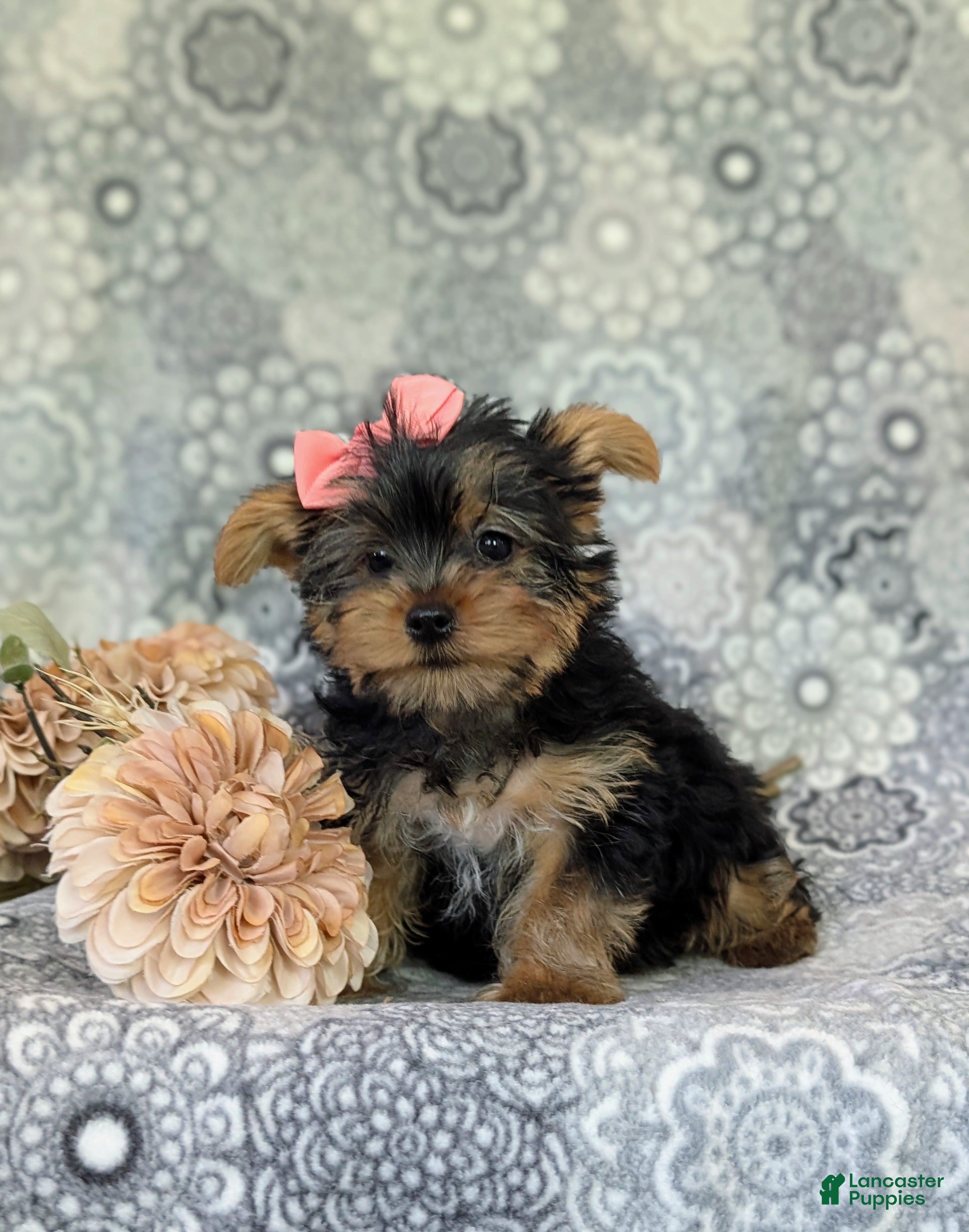 Yorkshire Terrier dogs for sale: Lindie 7 lbs Full Grown - Ad 5