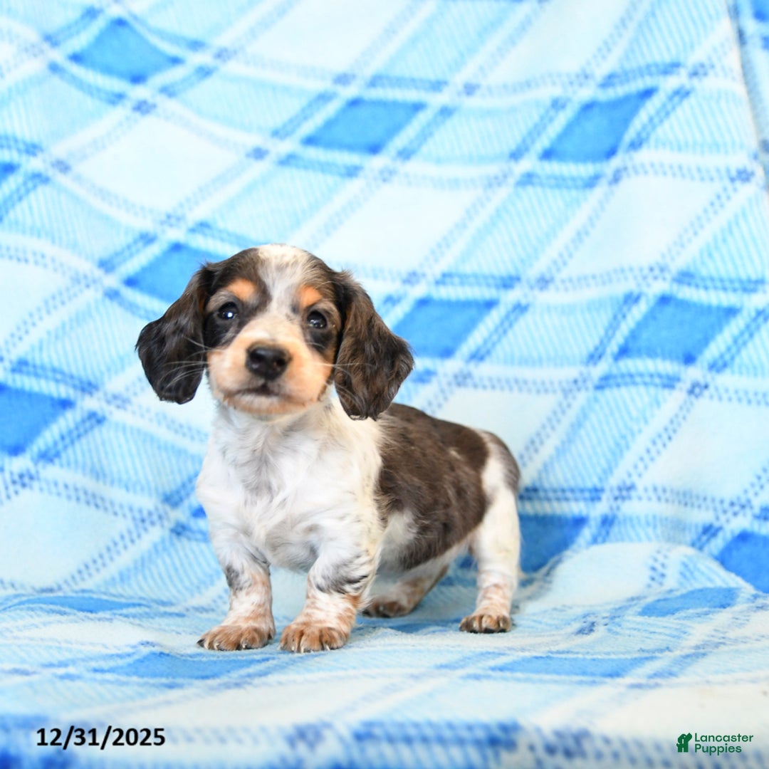 Miniature Dachshund dogs for sale: Splashes - Ad 5