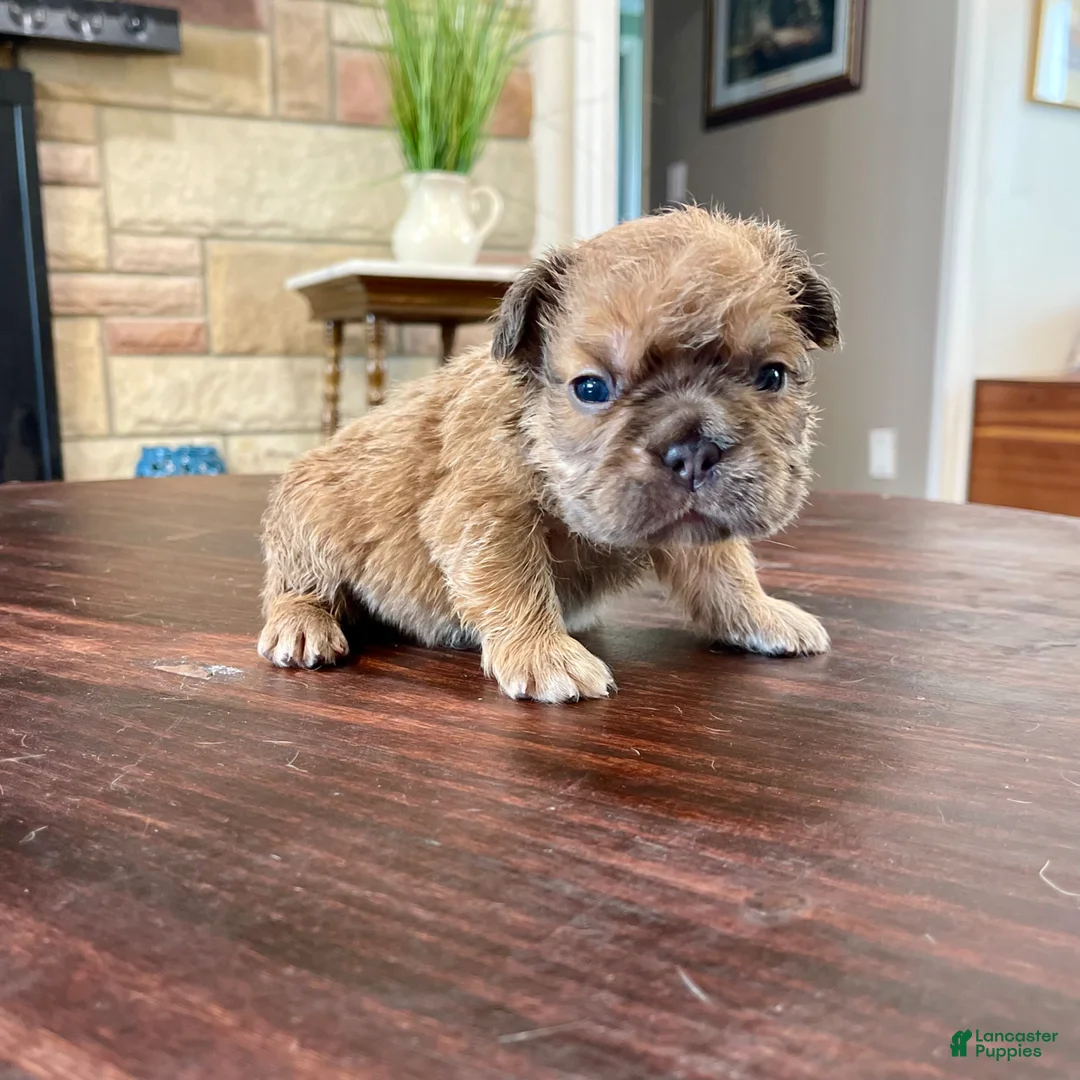 French Bulldog dogs for sale: Groot - Ad 1