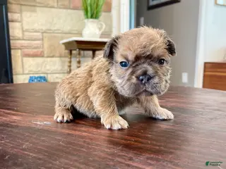 French Bulldog dogs Groot - Ad 14