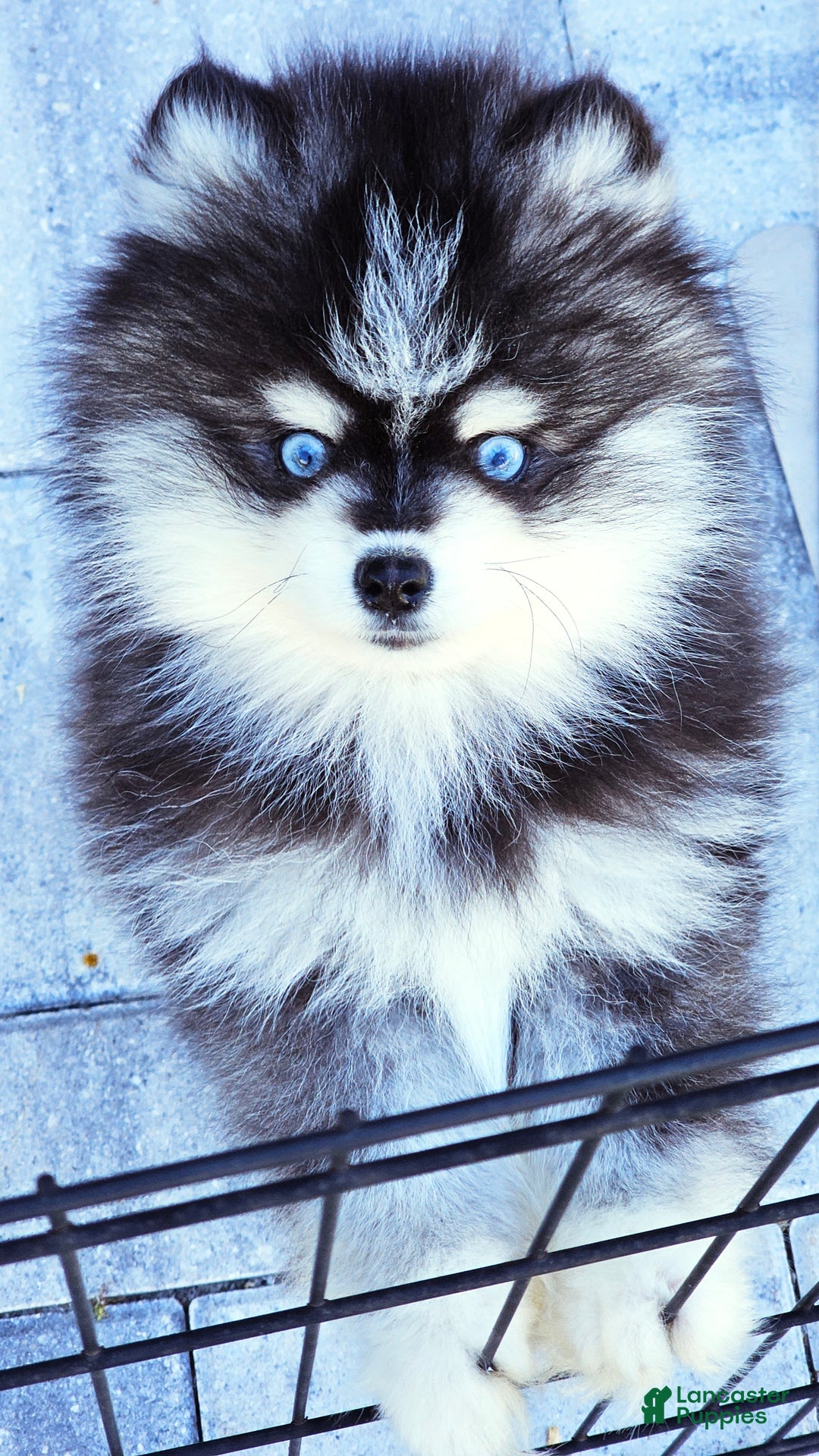 Pomsky dogs for sale: Felicity - Ad 4