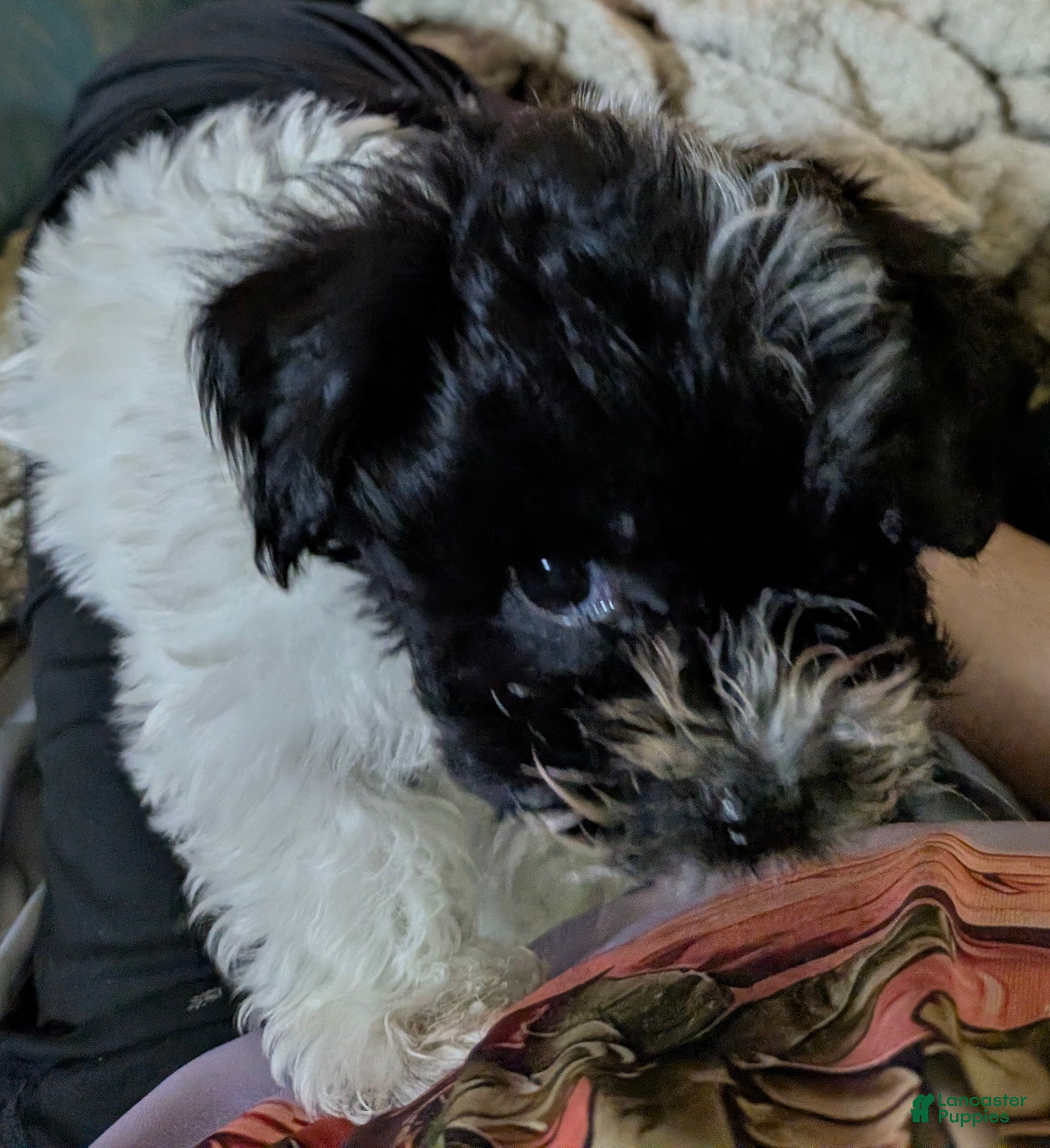 Maltipoo dogs Itsy - Ad 7