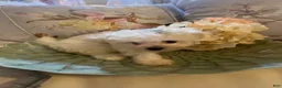 Pomapoo dogs for sale: Pomapoo 2 - Ad 4