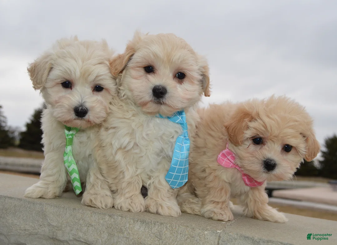 Maltipoo dogs for sale: Maggie - Ad 17