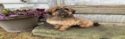 Shih Tzu dogs for sale: Tommy - Ad 7