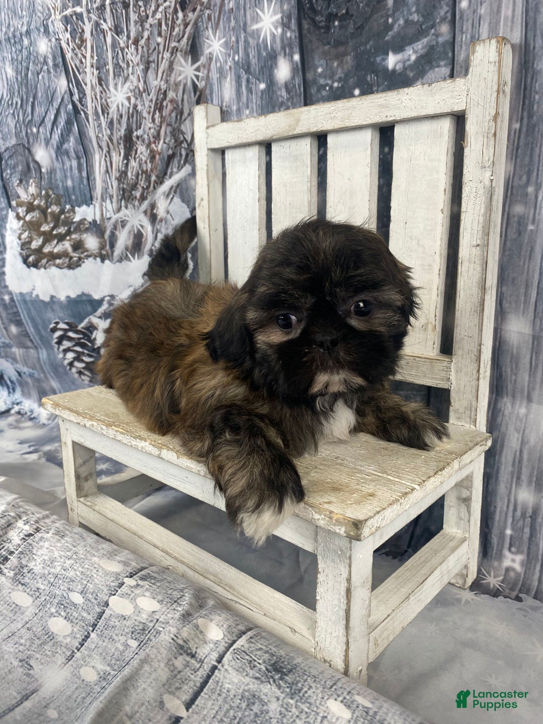 Shih Tzu dogs for sale: Snickers - Ad 4