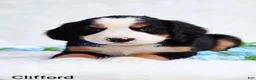 Bernese Mountain Dog dogs for sale: Clifford  - Ad 2