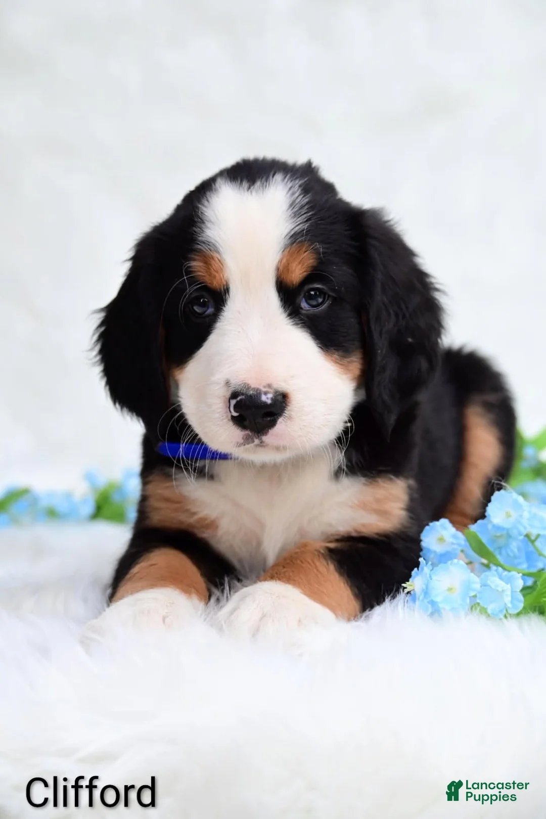 Bernese Mountain Dog dogs for sale: Clifford  - Ad 2
