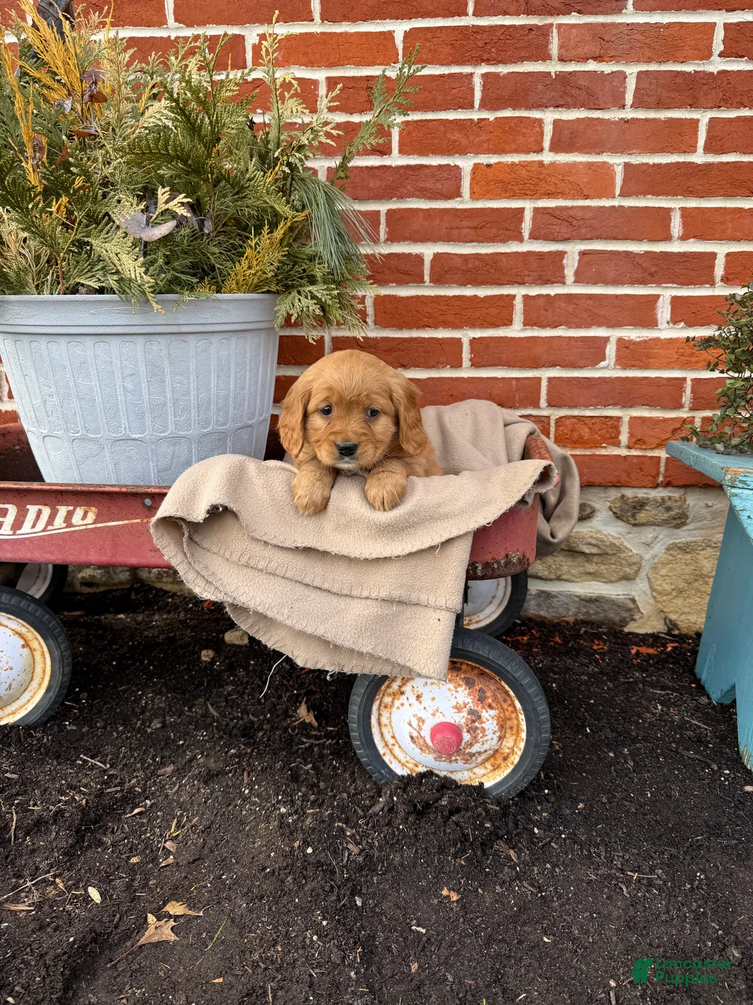 Miniature Golden Retriever dogs for sale: Miniature Golden Retriever Puppy 2 - Ad 7