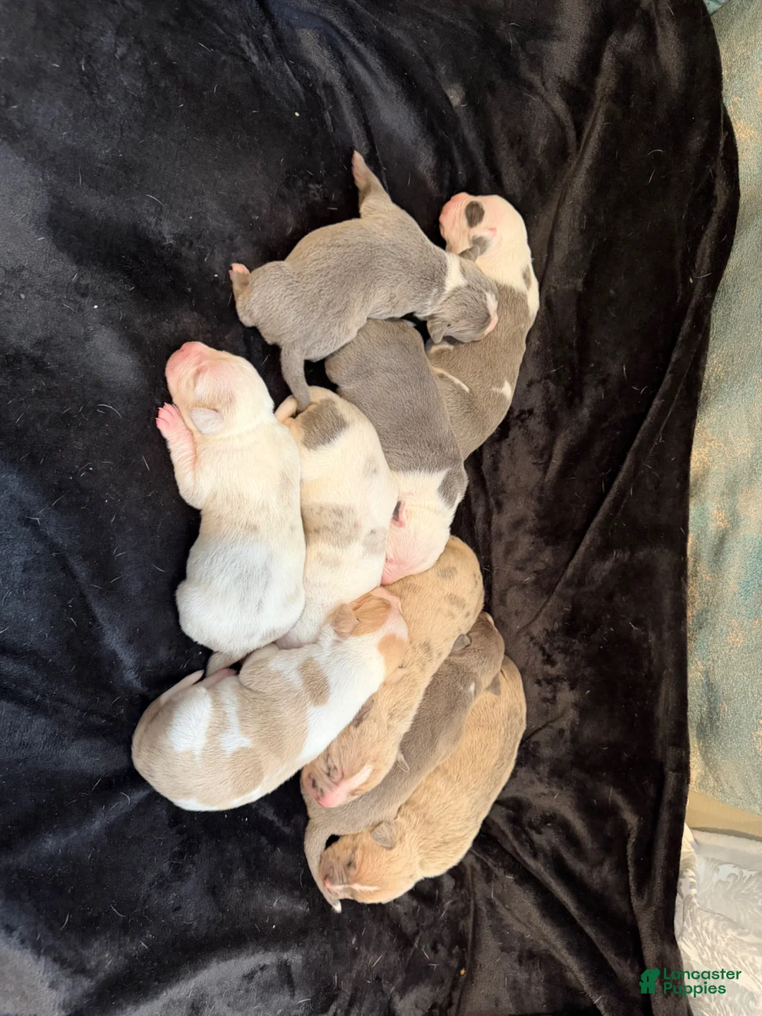 American Pit Bull Terrier dogs for sale: American Pit Bull Terrier Puppy 7 - Ad 1