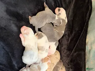 American Pit Bull Terrier dogs American Pit Bull Terrier Puppy 7 - Ad 11