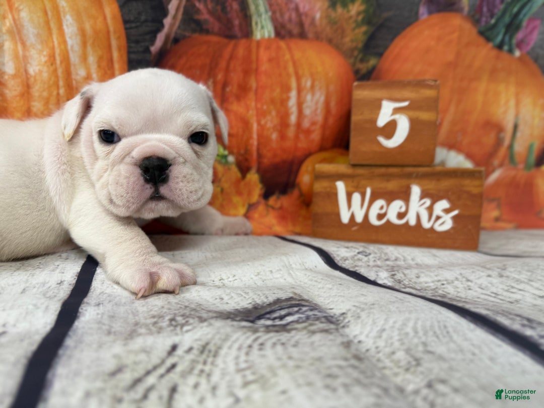 English Bulldog dogs for sale: Powder  - Ad 5