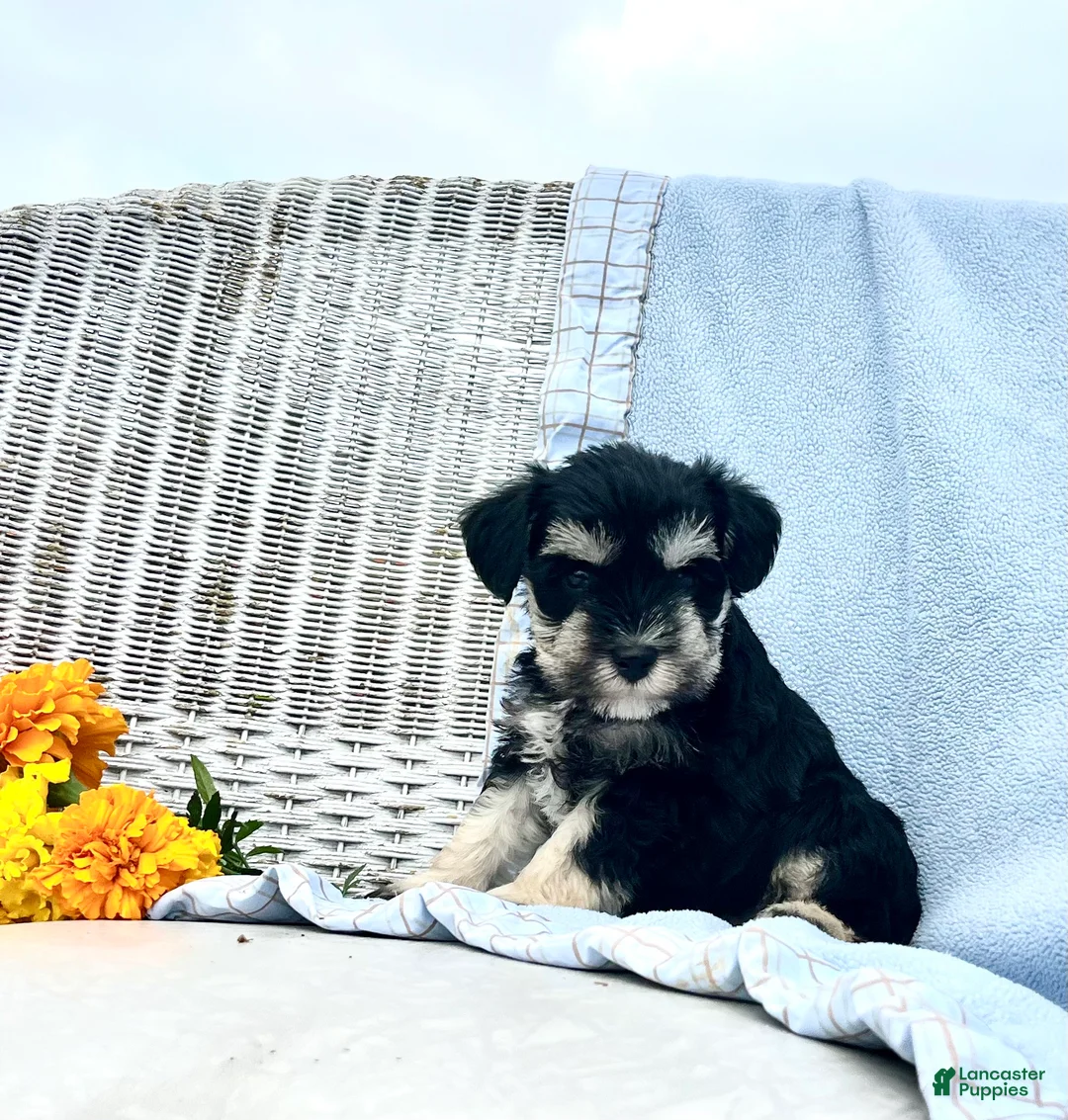 Miniature Schnauzer dogs for sale: Raymond❤️AKC Registered Five Boys - Ad 2