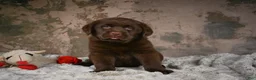 Labrador Retriever dogs for sale: Gunner - Ad 8
