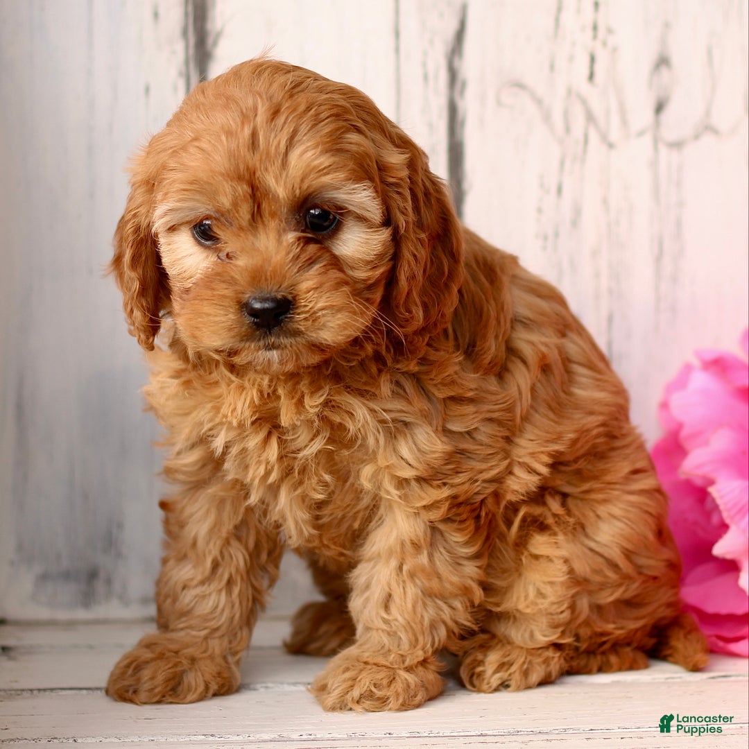 Cavapoo dogs for sale: Dazzle  - Ad 2