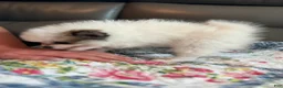 Pomeranian dogs for sale: Jasmine - Ad 9