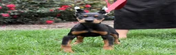 Doberman Pinscher dogs for sale: Orchid - Ad 17