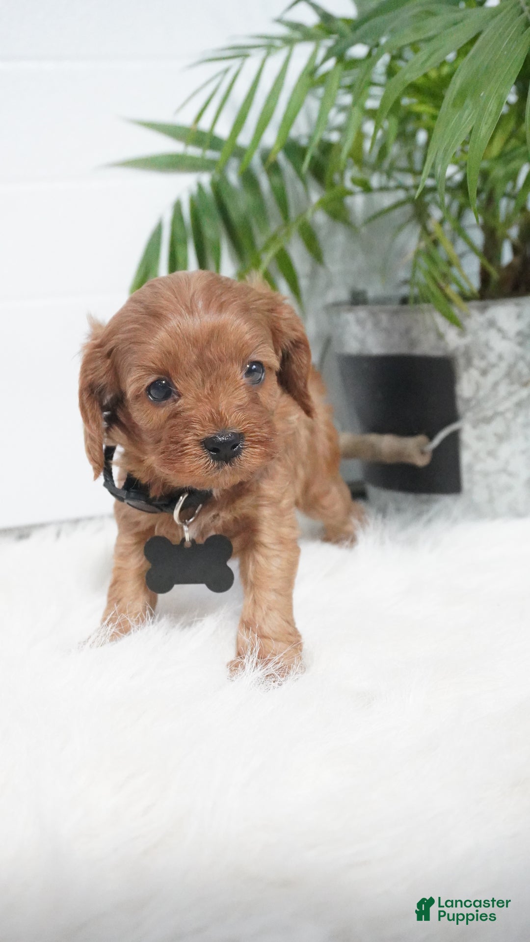 Cavapoo dogs for sale: Brock - Ad 9