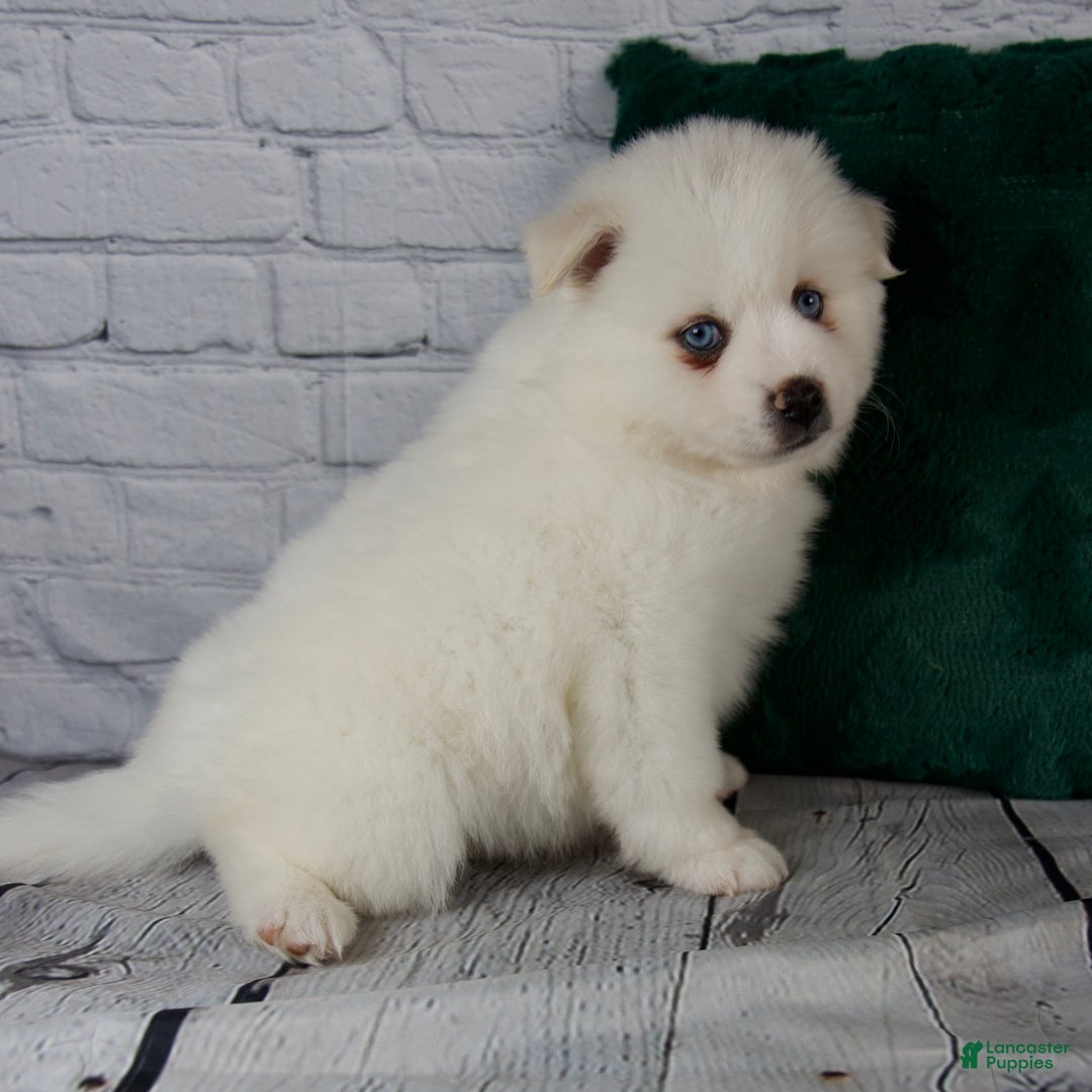 Pomsky dogs for sale: Gabby - Ad 2