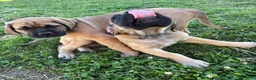 English Mastiff dogs for sale: English Mastiff 1 - Ad 5