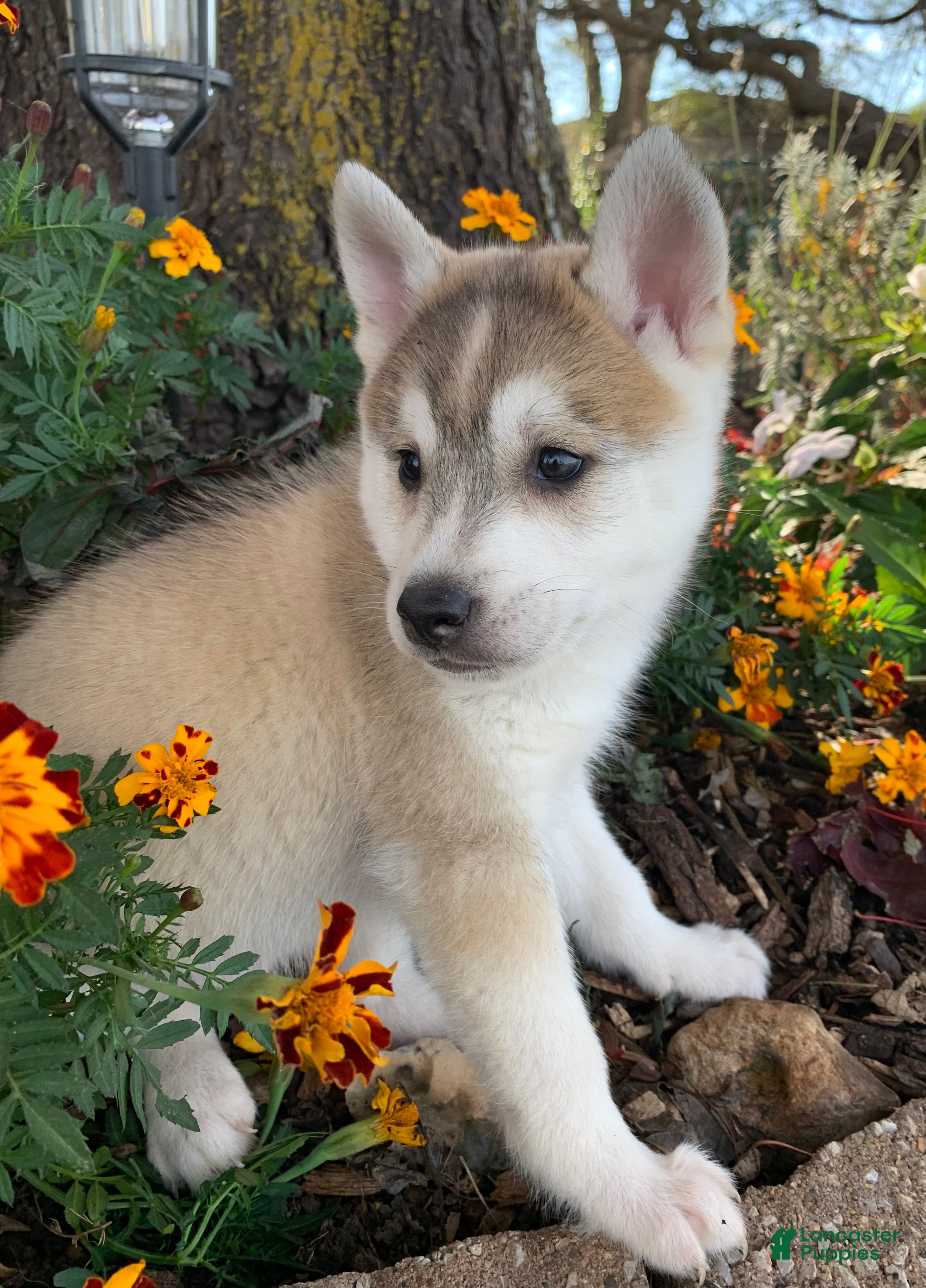 Alaskan Klee Kai dogs Happy Timber~! - Ad 11