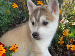 Alaskan Klee Kai dogs Happy Timber~! - Ad 2