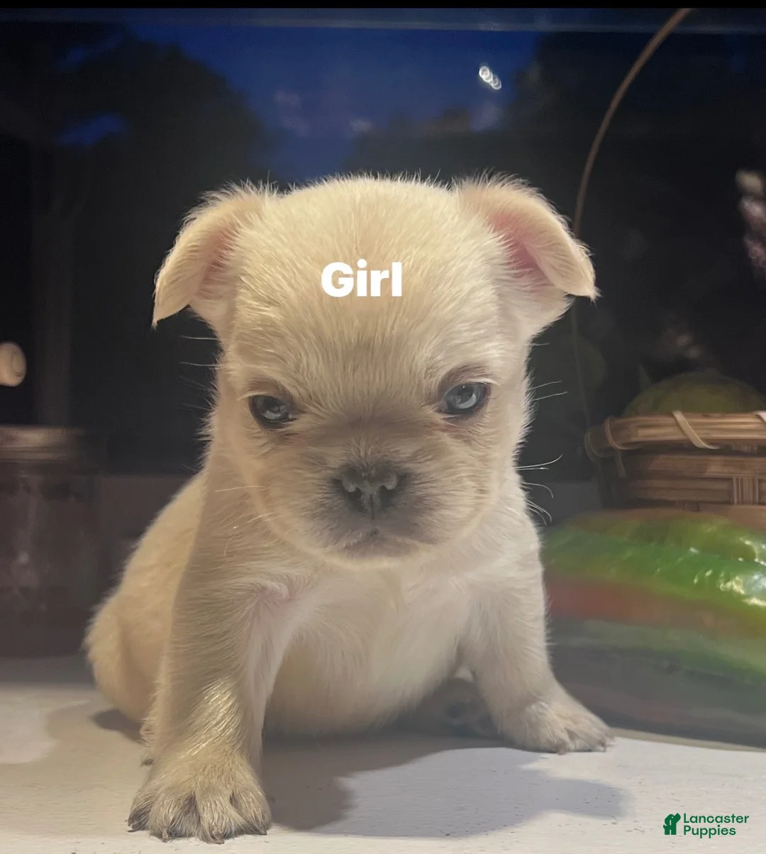 French Bulldog dogs for sale: French Bulldog 1 - Ad 1