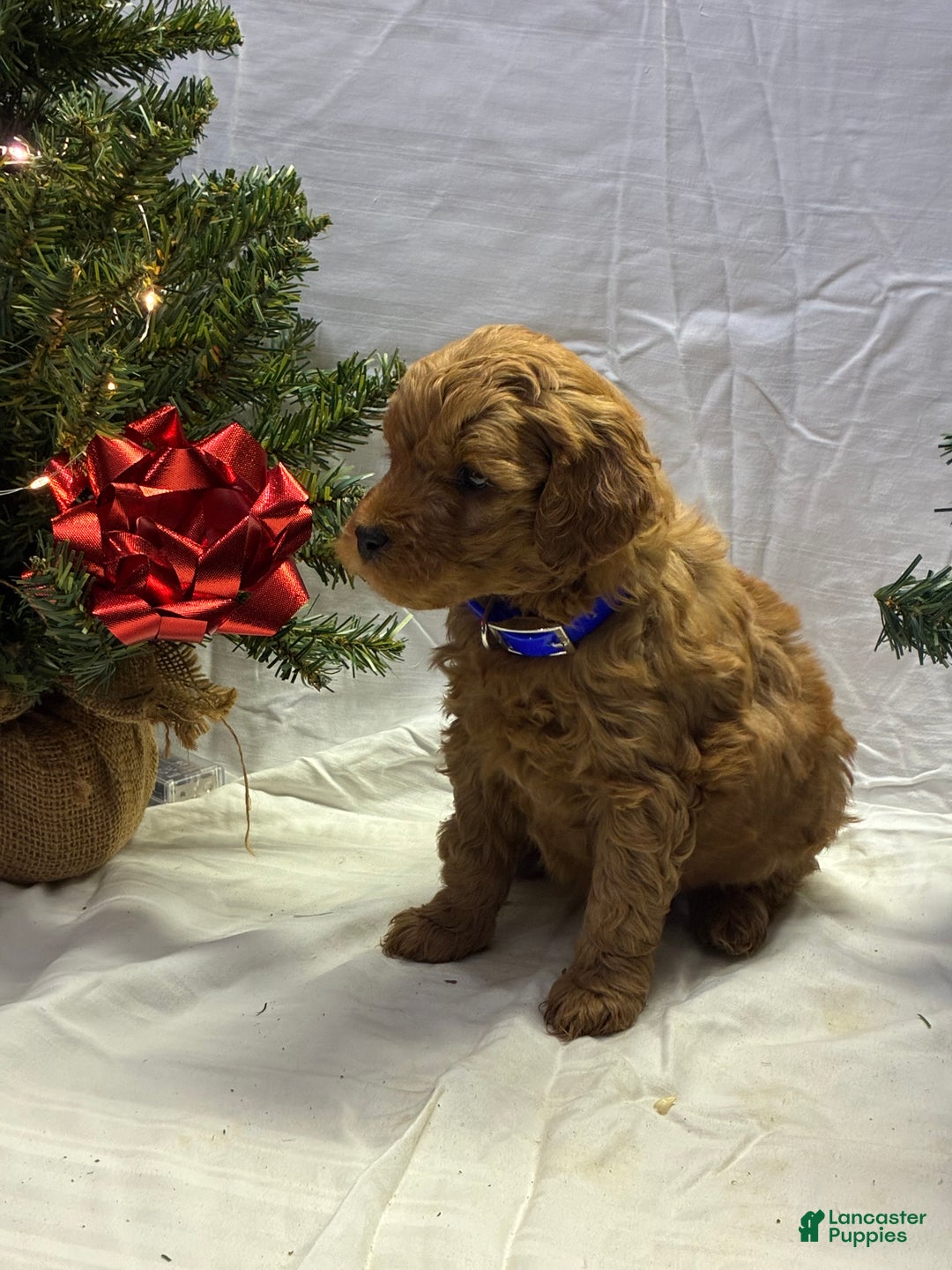 Mini Goldendoodle dogs for sale: Rudolph - Ad 3