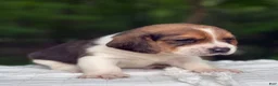 Beagle dogs for sale: Annie - Ad 5