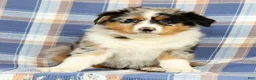 Australian Shepherd dogs for sale: Mae - Ad 5
