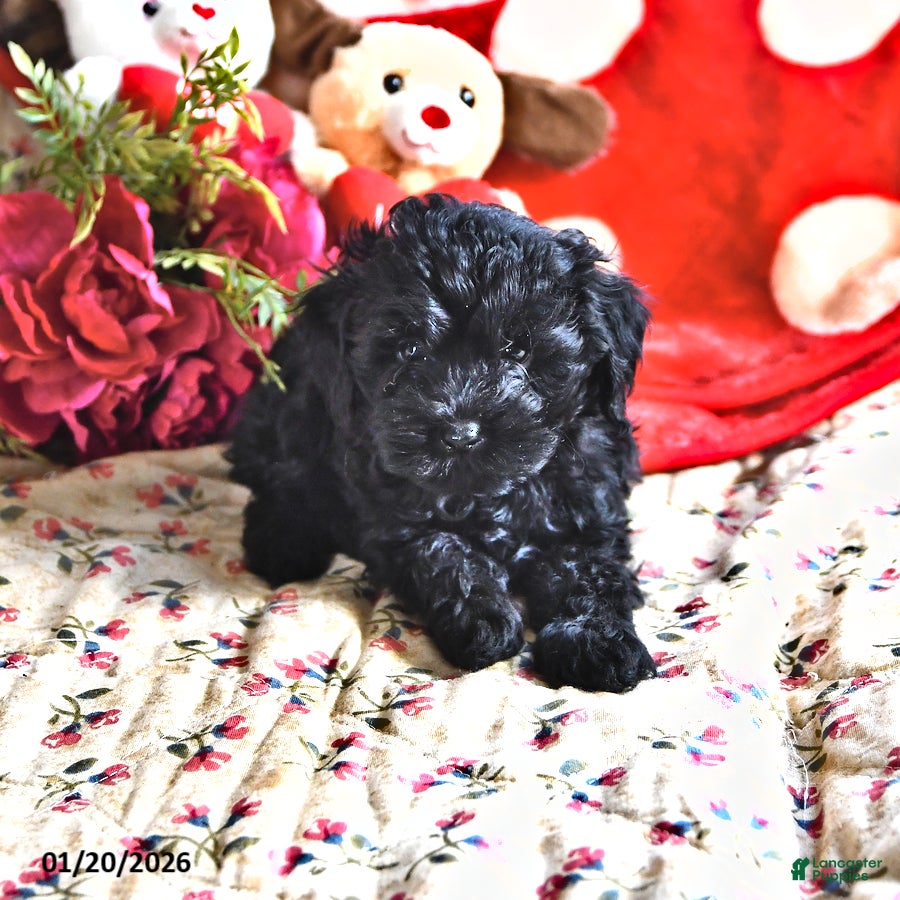 Miniature Poodle dogs for sale: Julian - Ad 1