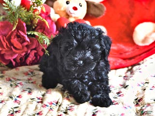Miniature Poodle dogs Julian - Ad 27