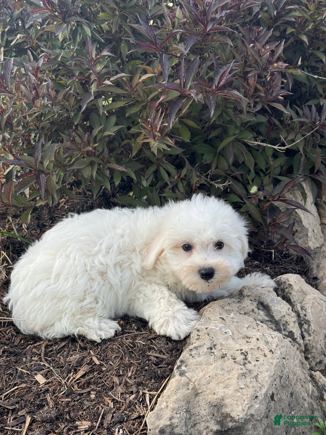 Bichon Frise dogs for sale: Betsy - Ad 2