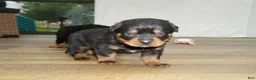 Rottweiler dogs for sale: Max - Ad 2