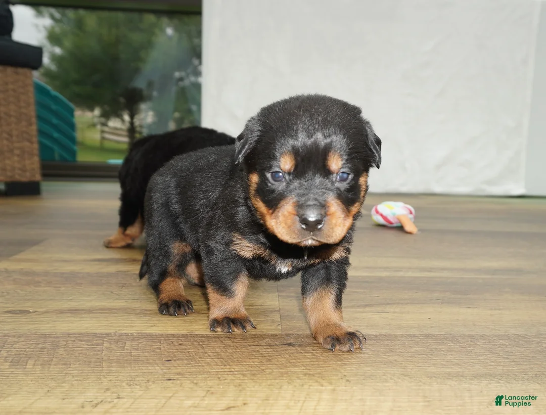 Rottweiler dogs for sale: Max - Ad 2