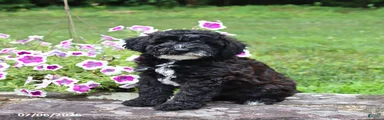 Bernard