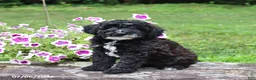 Whoodle dogs for sale: Bernard - Ad 1
