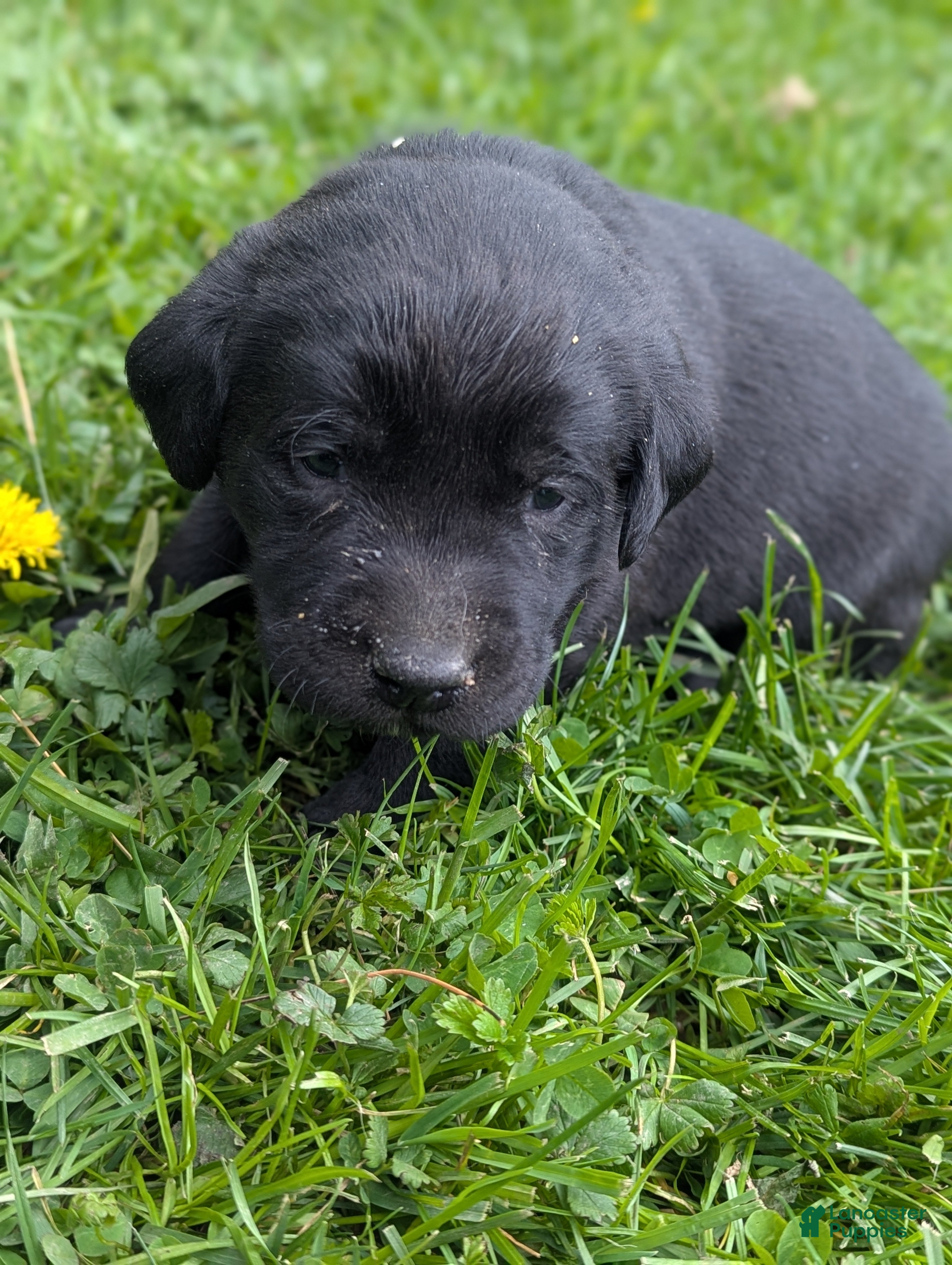 Labrador Retriever dogs Marsh - Ad 1