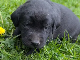 Labrador Retriever dogs for sale: Marsh - Ad 2