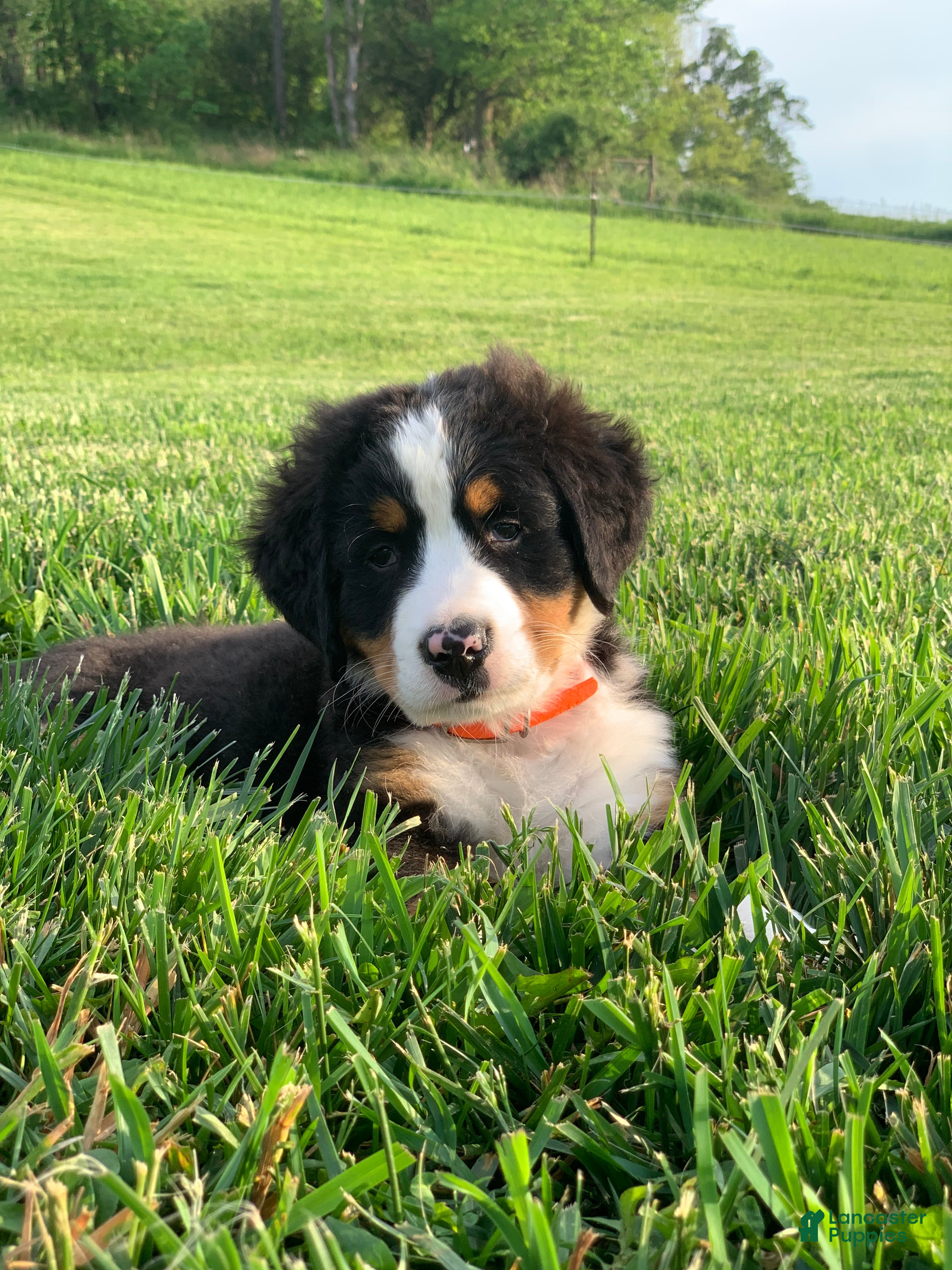 Bernese Mountain Dog dogs Arctic - Ad 2