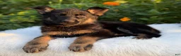German Shepherd dogs for sale: Viper - Ad 2