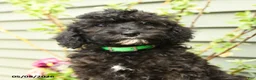 Shihpoo dogs for sale: Poppy - Ad 5