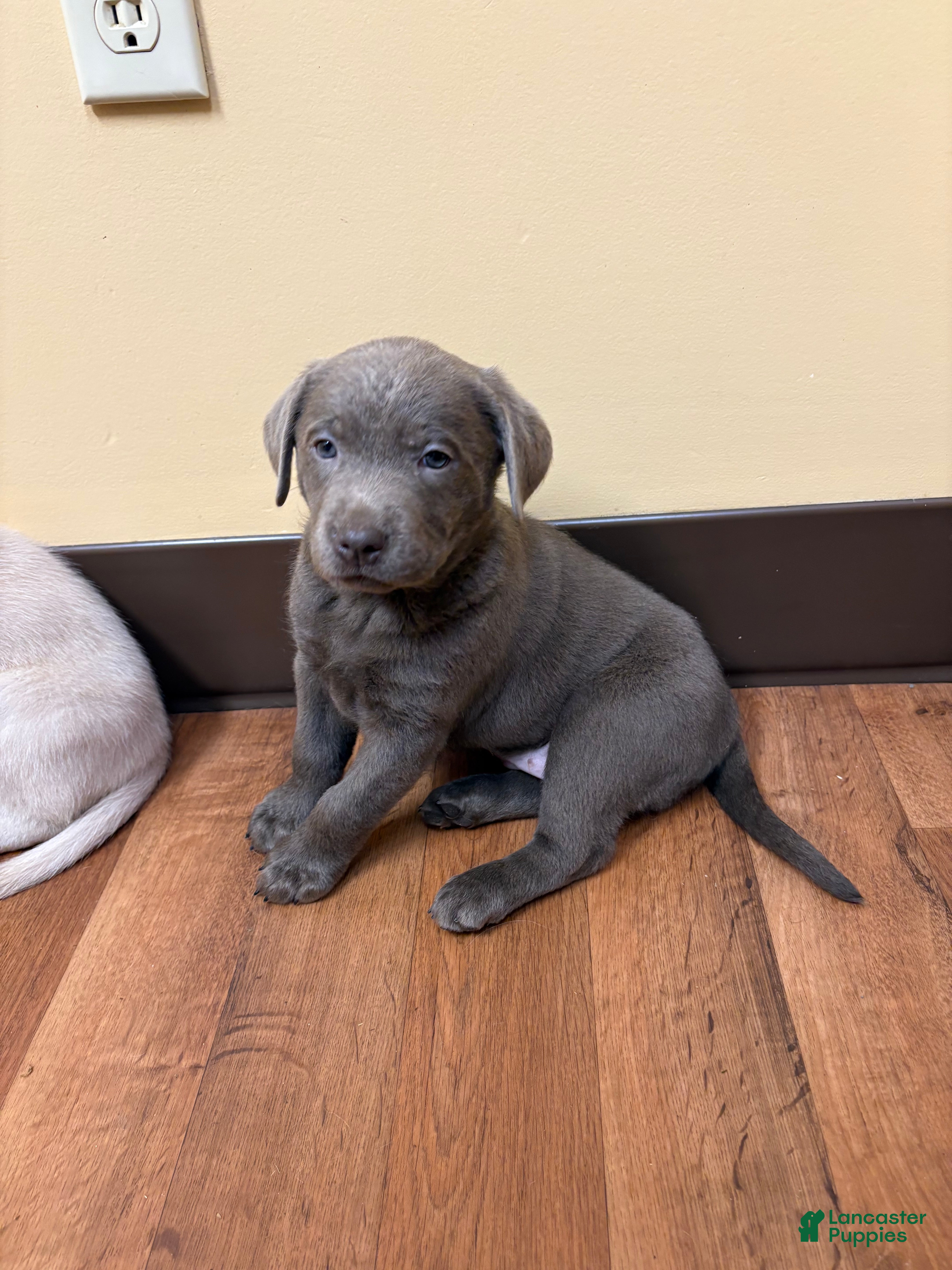 Labrador Retriever dogs Labrador Retriever Puppy 10 - Ad 23