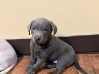 Labrador Retriever dogs Labrador Retriever Puppy 10 - Ad 2