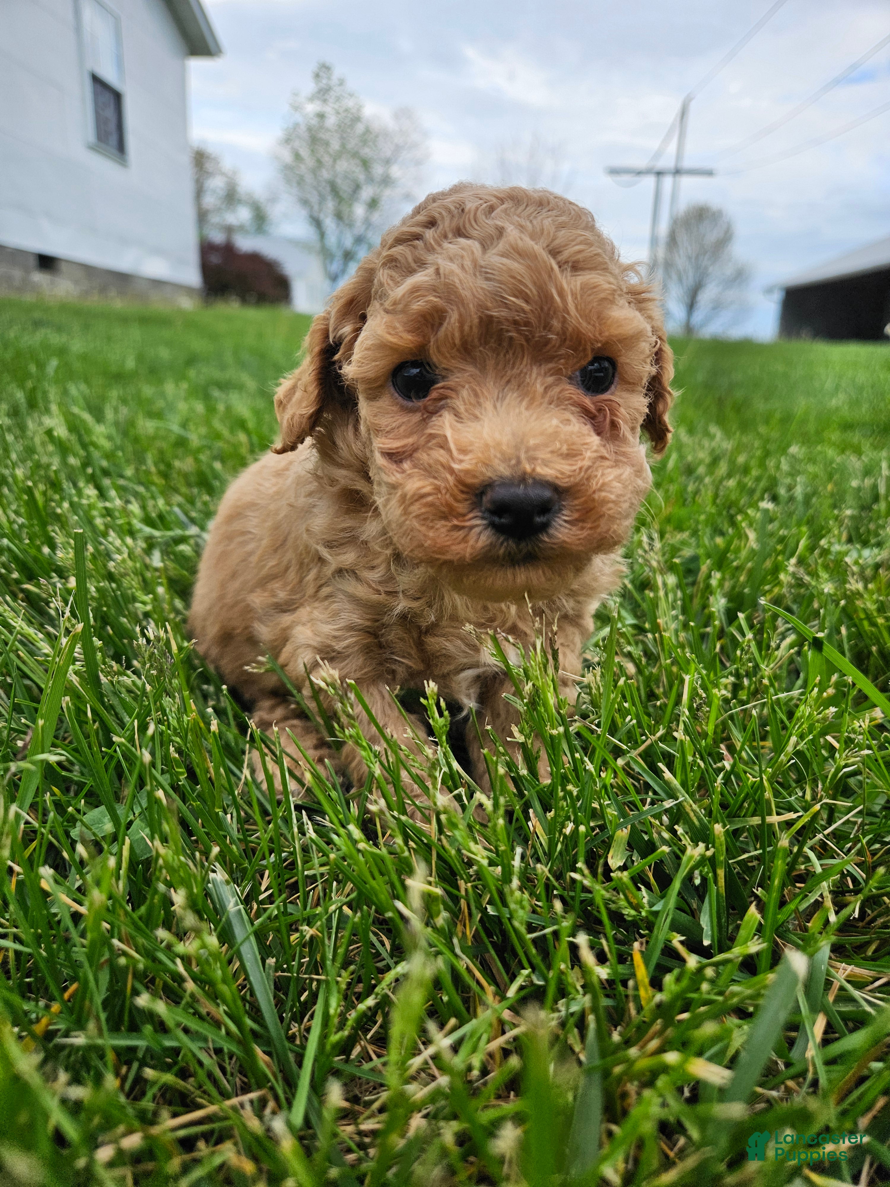 Bichpoo dogs Buster  - Ad 3