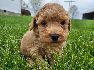 Bichpoo dogs Buster - Ad 30